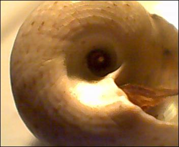 Gibbula da determinare